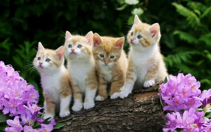 small animals-cute-cats