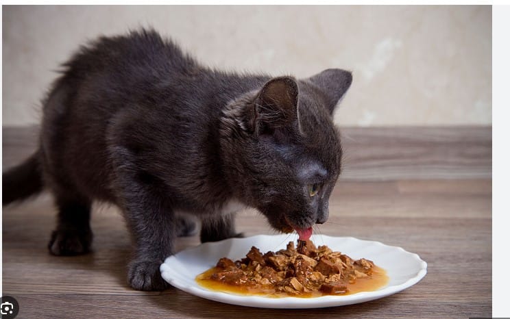 cat food in Bangladesh